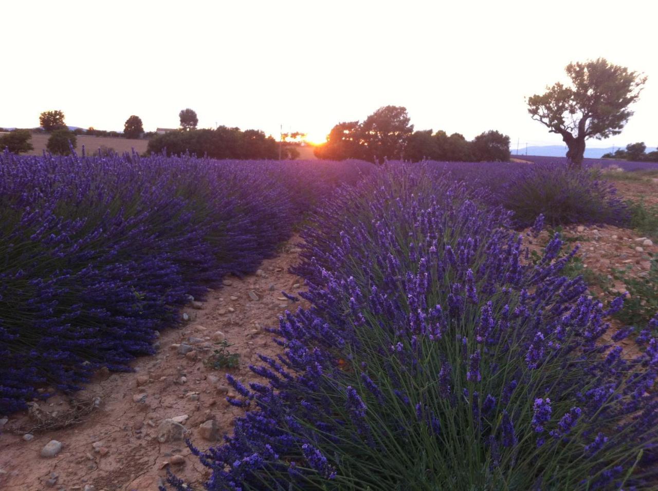 Le Petit Caboulot En Pleine Nature Vaumeilh Eksteriør billede
